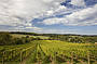Explore the Mornington Peninsula WIne Tour